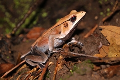 Clinotarsus curtipes