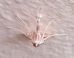 Antigastra catalaunalis