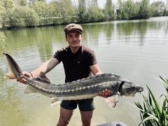 Acipenser transmontanus