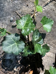 Hedera helix