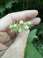 Hasteola suaveolens