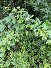 Passiflora incarnata