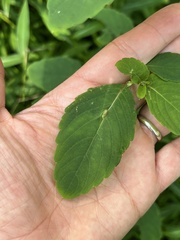 Neolasioptera impatientifolia