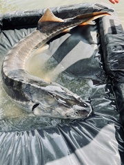 Acipenser transmontanus