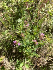 Lespedeza violacea