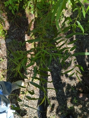 Salix nigra