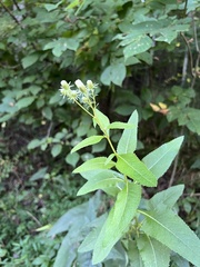 Hasteola suaveolens