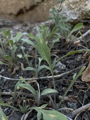 Valeriana californica