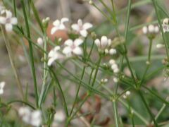 Asperula