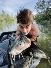 Acipenser transmontanus