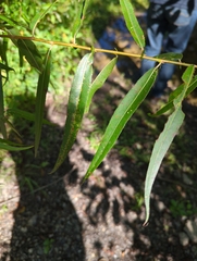 Salix nigra