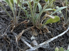 Valeriana californica