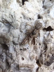 Menemerus bivittatus