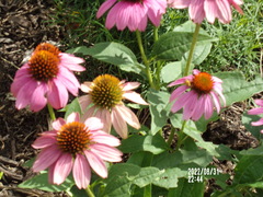 Echinacea