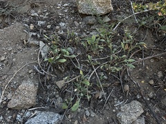 Valeriana californica