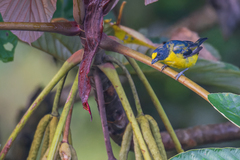 Euphonia hirundinacea