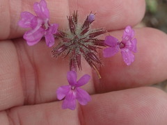 Glandularia