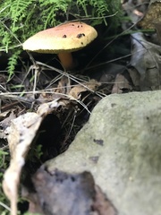 Hortiboletus