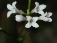 Asperula