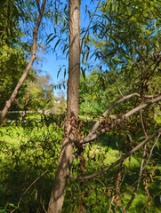 Salix nigra