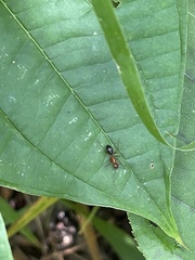 Camponotus floridanus