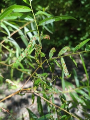 Salix nigra