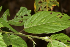 Pleurolobus gangeticus