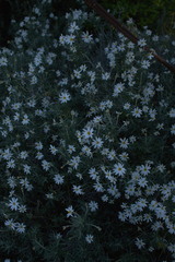 Chiliotrichum diffusum