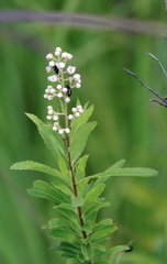 Spiraea alba