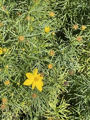 Coreopsis