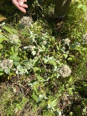 Pycnanthemum