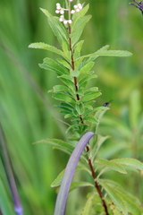 Spiraea alba