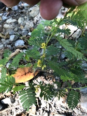 Chamaecrista nictitans