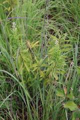Spiraea alba