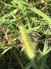 Setaria parviflora