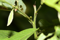 Pleurolobus gangeticus