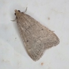 Bostra obsoletalis