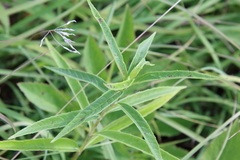 Helianthus grosseserratus