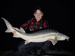 Acipenser transmontanus