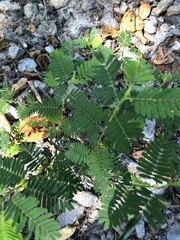 Chamaecrista nictitans