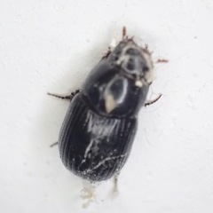 Aphodiinae