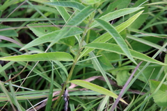 Helianthus grosseserratus