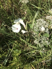 Ipomoea pandurata