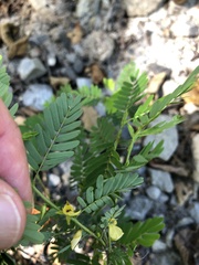Chamaecrista nictitans
