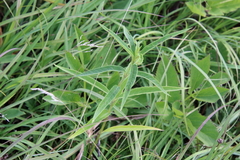 Helianthus grosseserratus