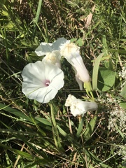 Ipomoea pandurata