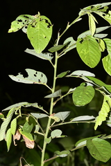Pleurolobus gangeticus