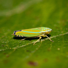 Graphocephala versuta