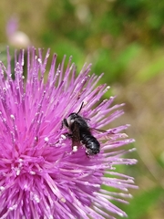 Megachile amparo