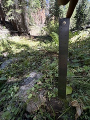 Micranthes odontoloma